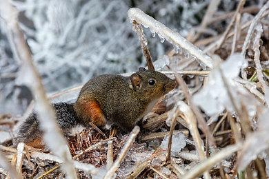 尼尔手游x《P5R》 联动宣传片公开 9月9日上线